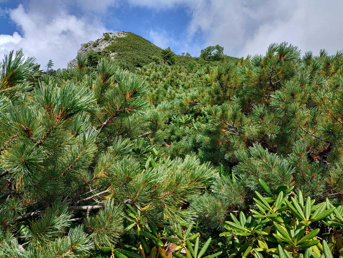 胸の高さのものも取り揃えておりマツ🌲🌲