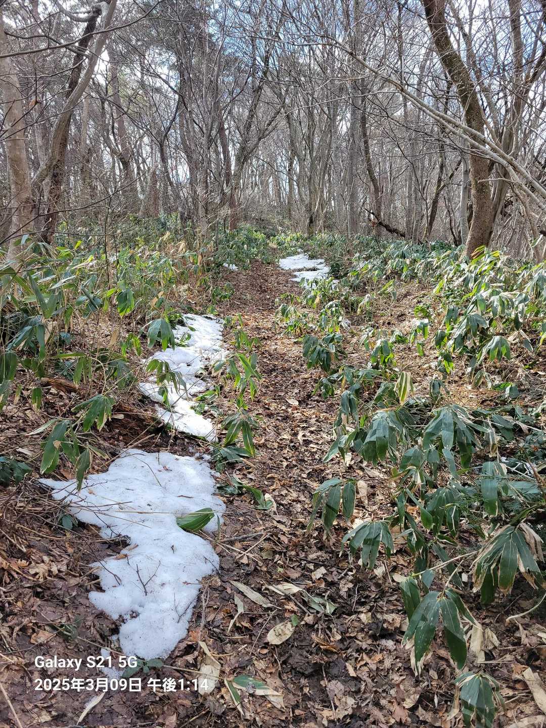 八森山-高館山-大沢コース入口 周回コースの写真