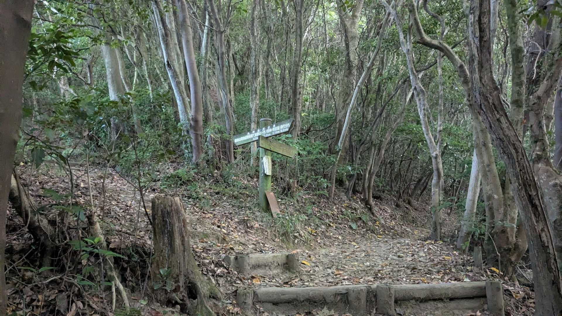 分岐。直進シルバーコースに🚶