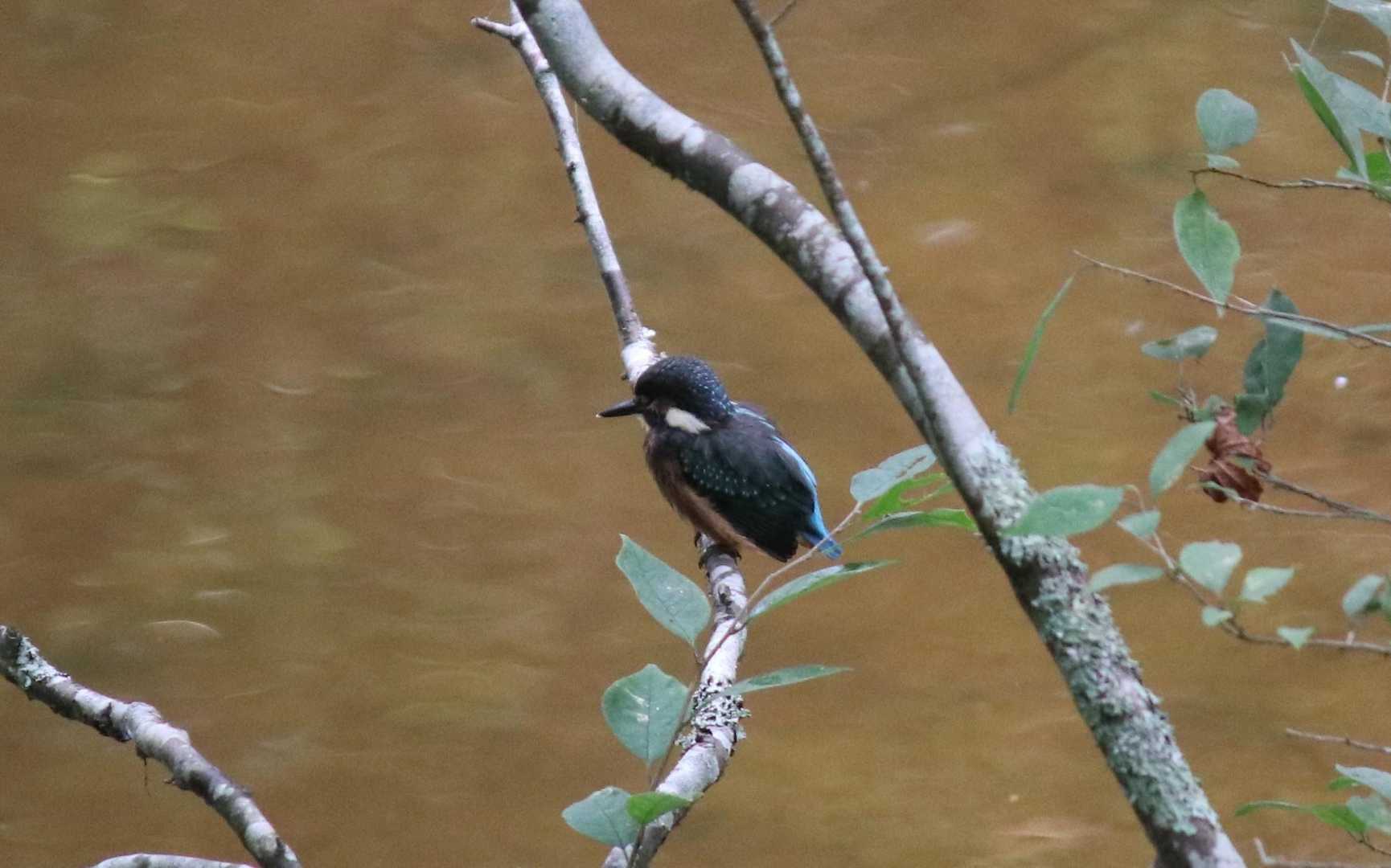 カワセミ🐦️