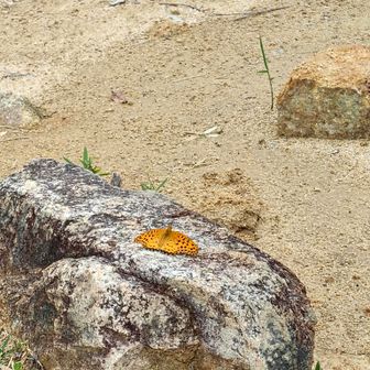 カメラ無いからこれが限界
