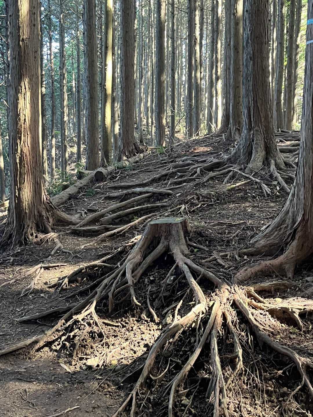 キョロキョロ、スタスタ。楽しいの。