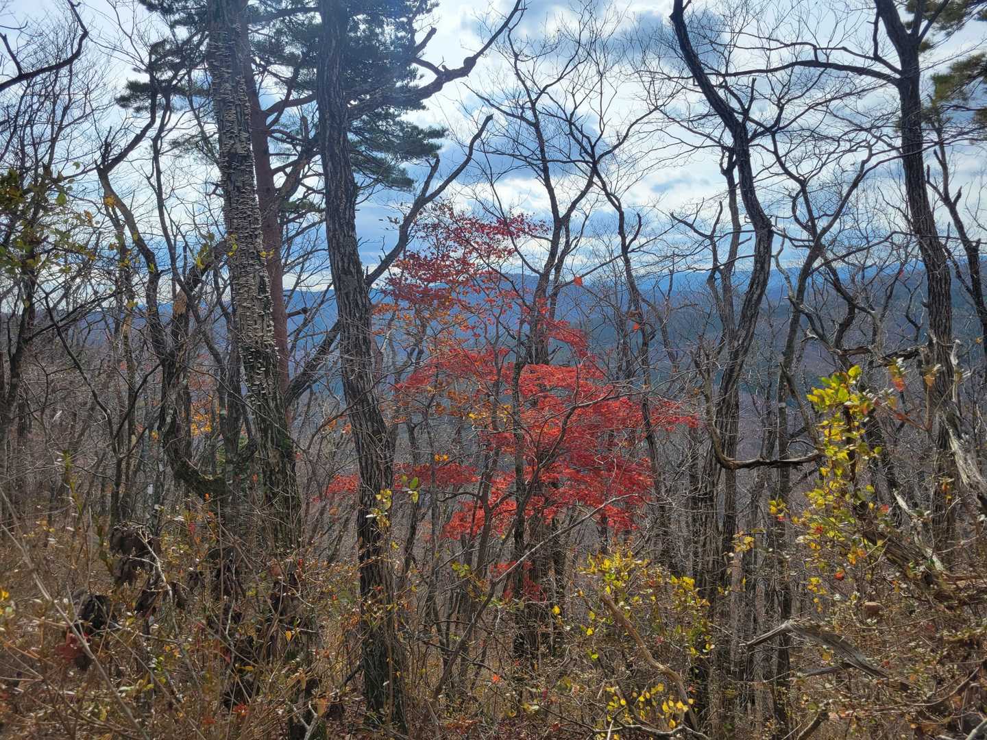 野手上山登山口-黄金山大神の碑-野手上山 往復コースの写真
