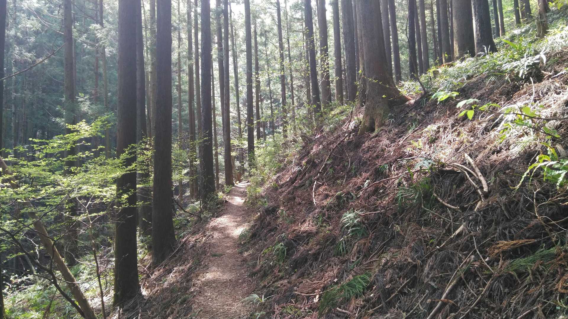 ほぼ貸切状態でめっちゃ気分良かったです⤴️
小さい虫は少し多かったかな🦟クモの糸も 何ヵ所か ふわ～っと漂ってました🤚