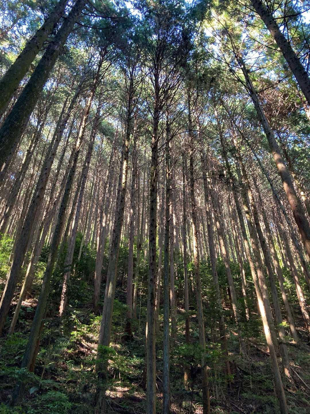 見上げて