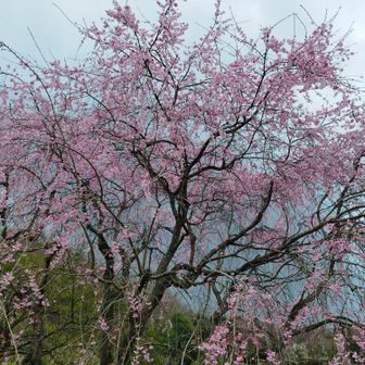 桃の花はお見事