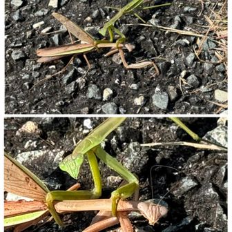 道端のカマキリと目が合いました。
亡くなったカマキリに寄り添っているのかと思ったら、食べようとしているのだそうです。
Museに聞いたらカマキリの捕食は珍しくないみたい🥲