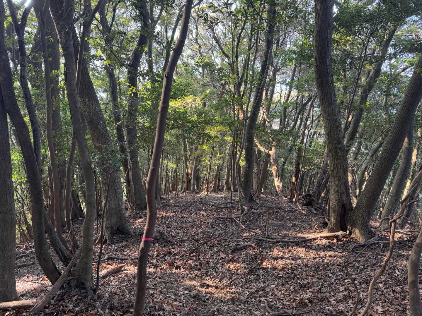 急登には見えなくても、激登りで落ち葉に足を取られたり鍛錬、我慢のしどころです。
