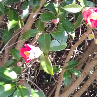 ツバキ☺️
ここでランチ🥪