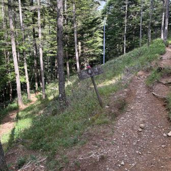 分岐が多く迷いますが降りたくないので右へ➡️