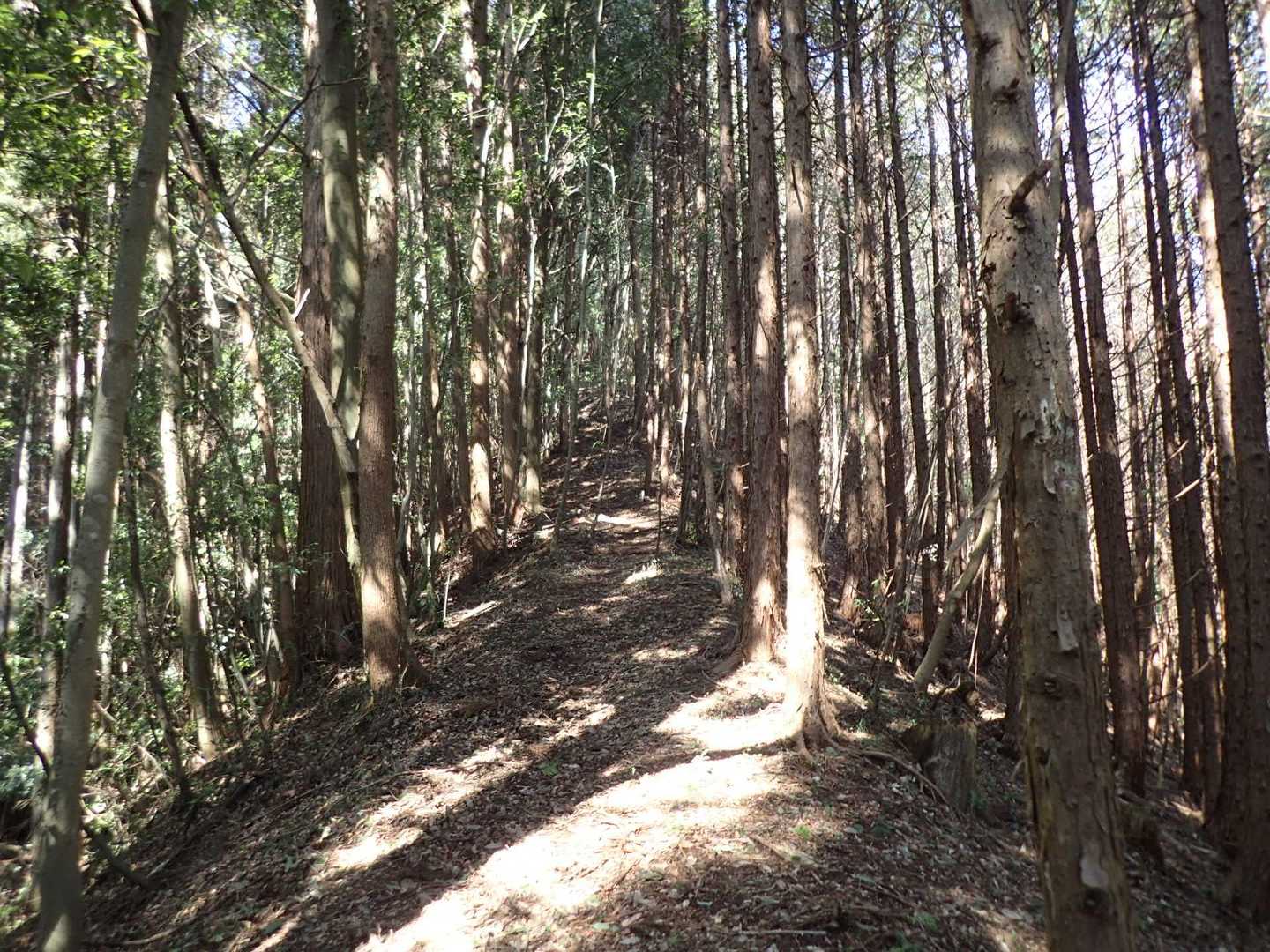 木の中だけにモクモクと