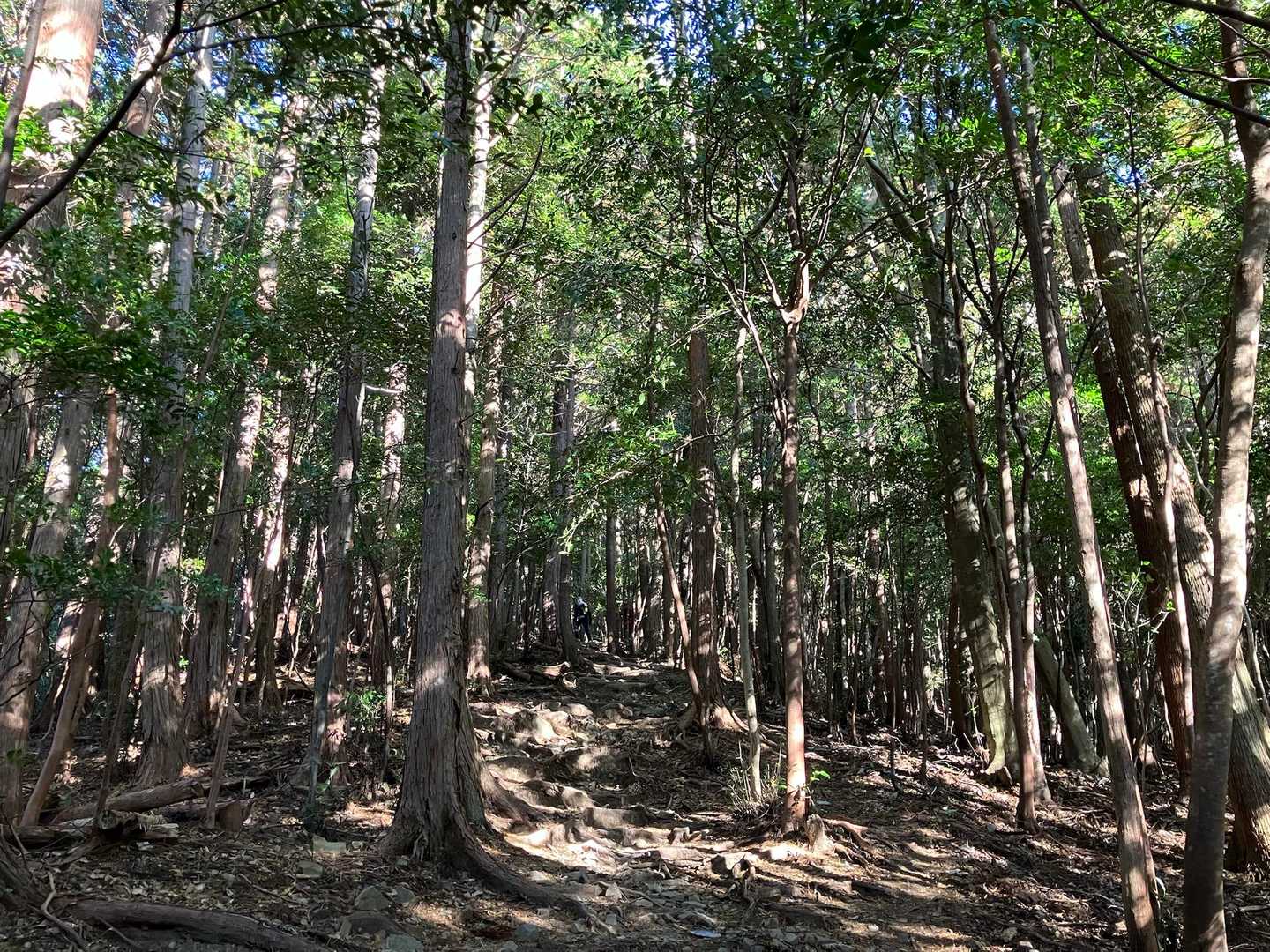 聖なる森で耳を澄ませる和歌山・熊野古道①コースの写真