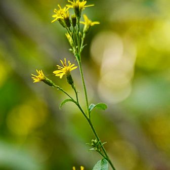 アキノキリンソウ((秋の麒麟草)