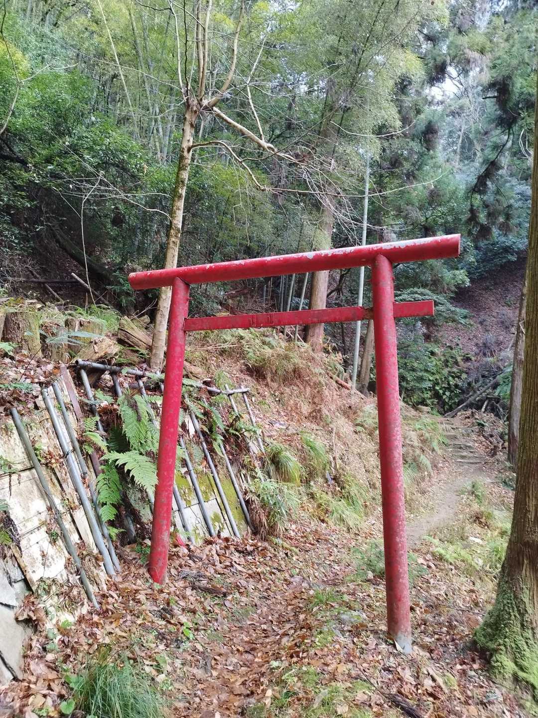 若山 往復コースの写真
