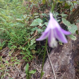 お花スクワット出来なくてぼけぼけ