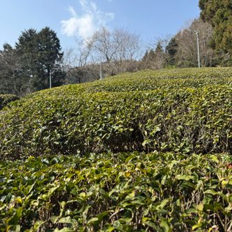 茶畑