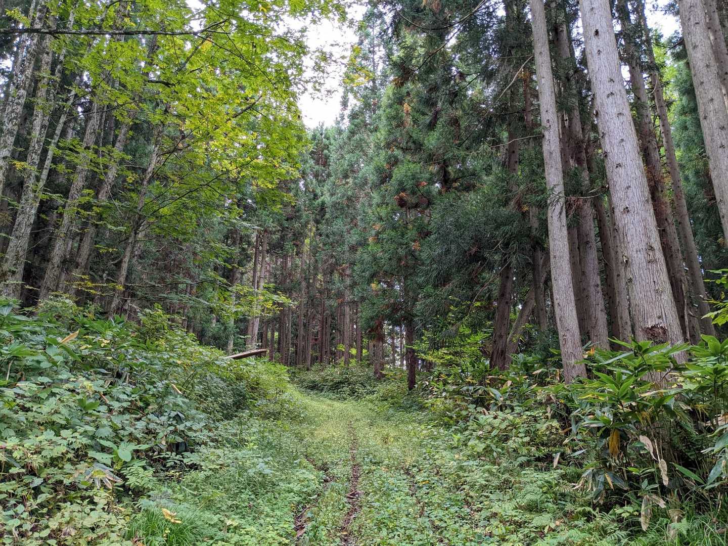 爽やかな林道をしばらく歩きます。