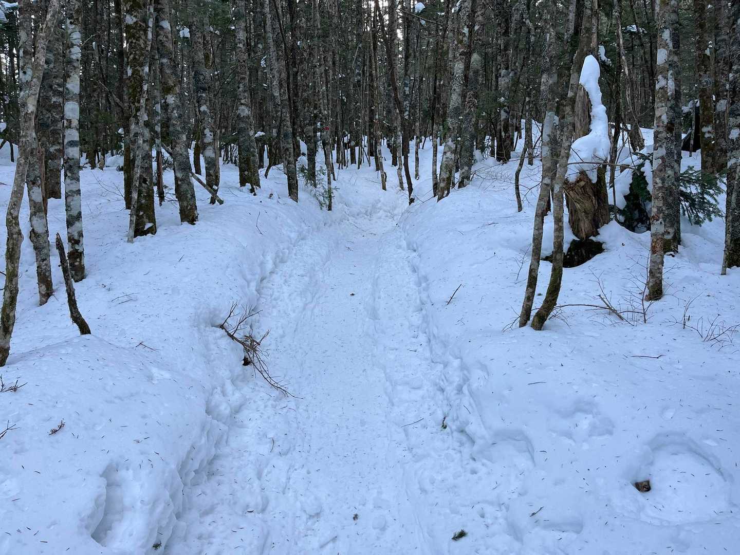 踏み跡はハッキリしてます