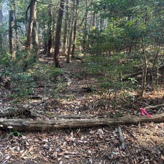 ピンクテープのの間を登ると水道山に着きます