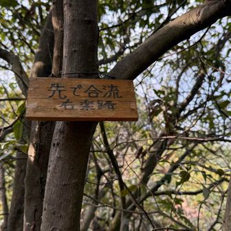 仁寿山へのYAMAPルート太線は左でアップダウンあり、右が巻道で楽道、その後舗装された管理道に出る