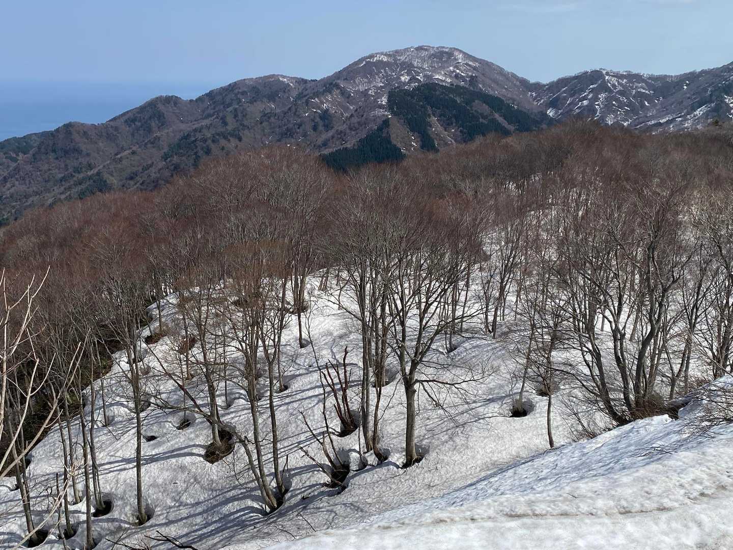 雪国の春を告げるという根開き
根元の雪が早くとけだす現象