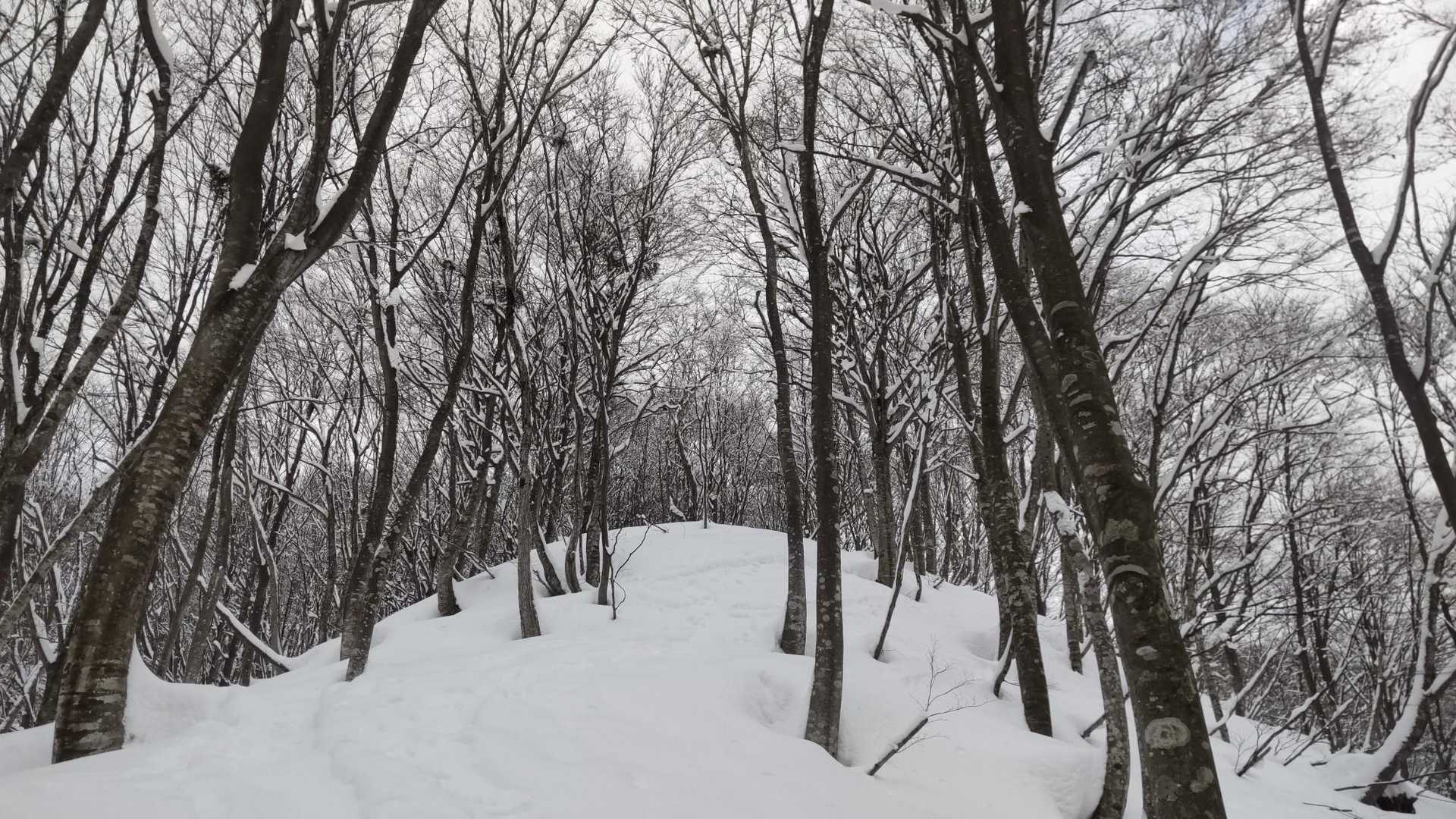金剛堂山冬期登山口-片折岳 往復コースの写真