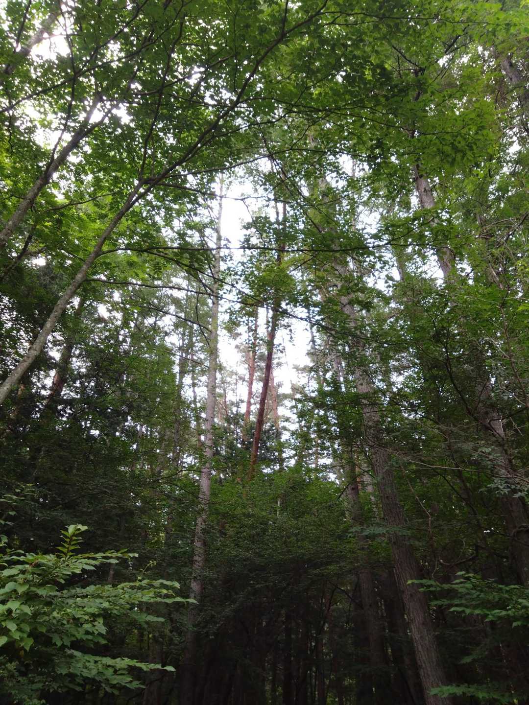 緑がきれい💚