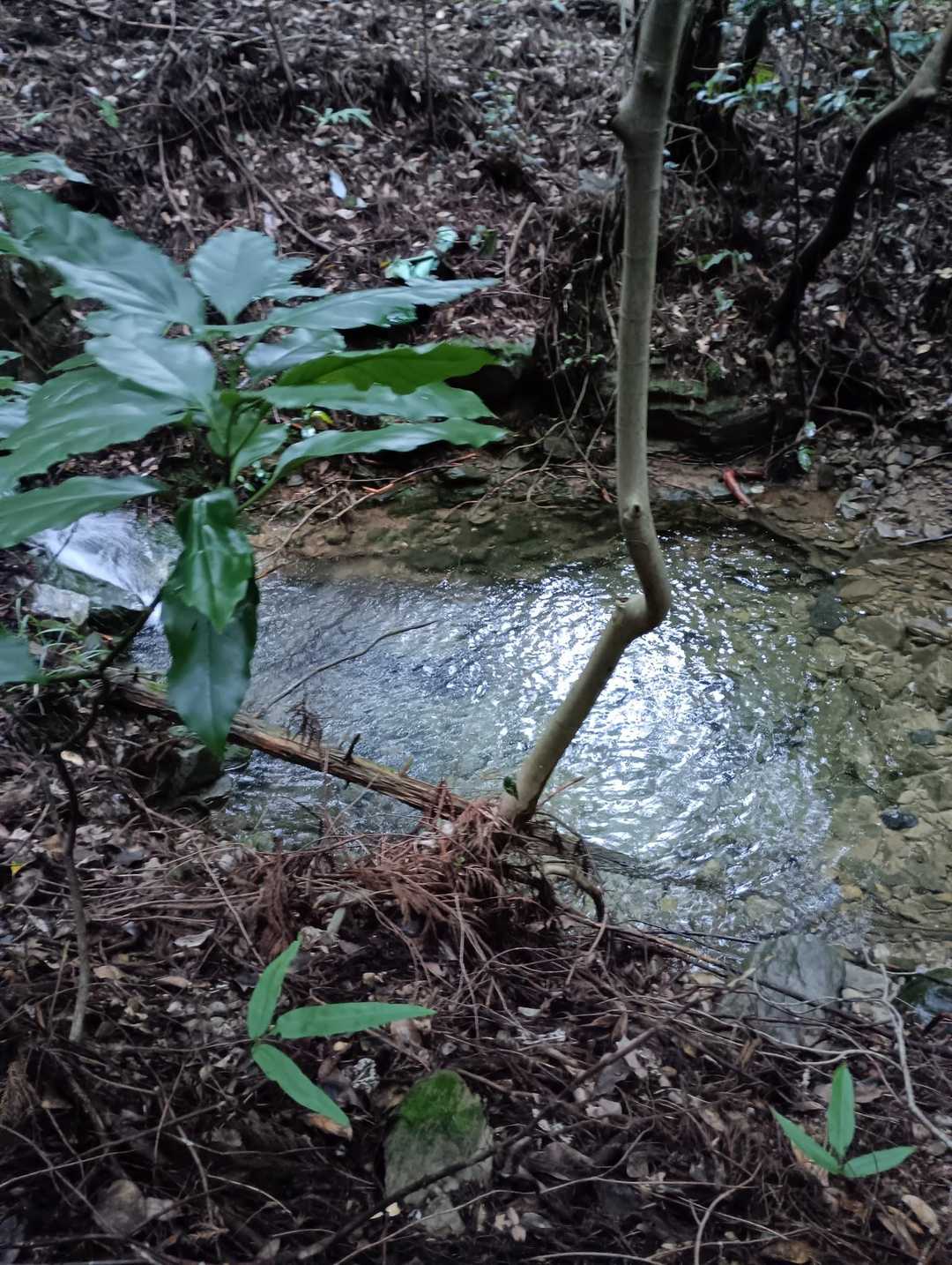 これ以上はスベリ壺の中🐸