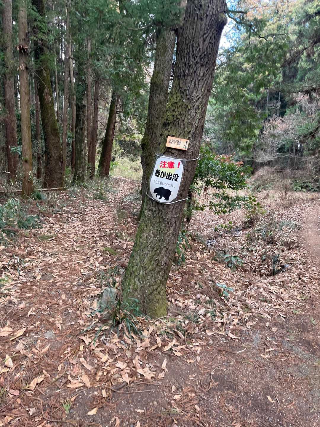 京路戸峠-諏訪岳 往復コースの写真