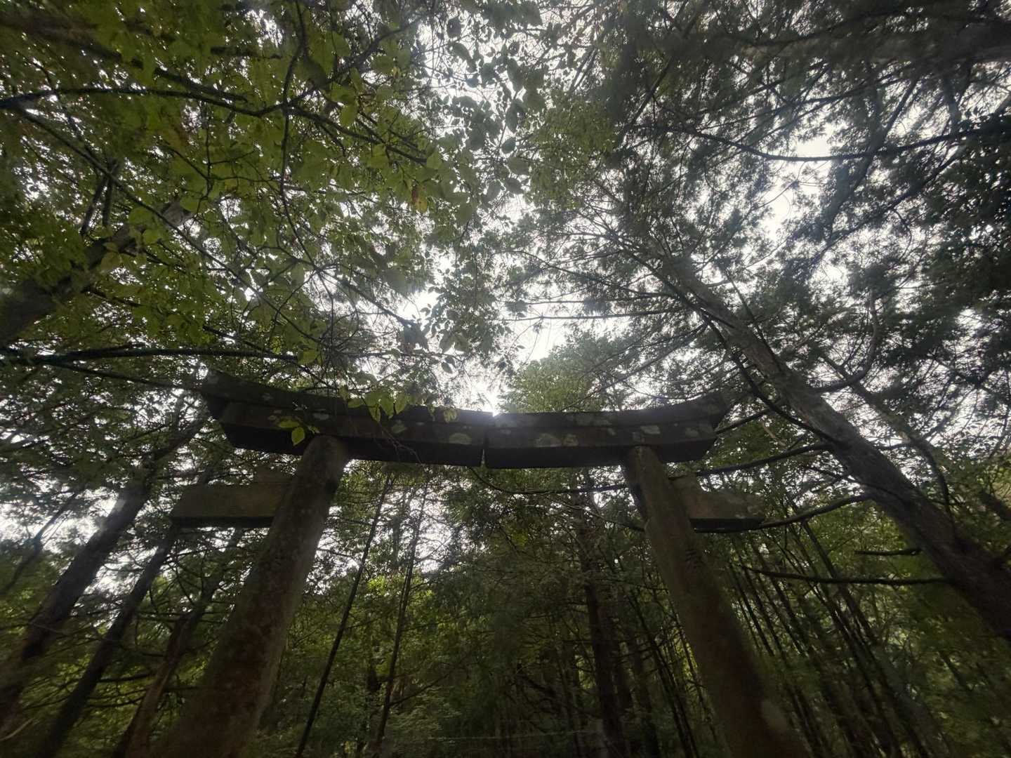 レポで見た割れてて
落ちそうで落ちない鳥居だ⛩️