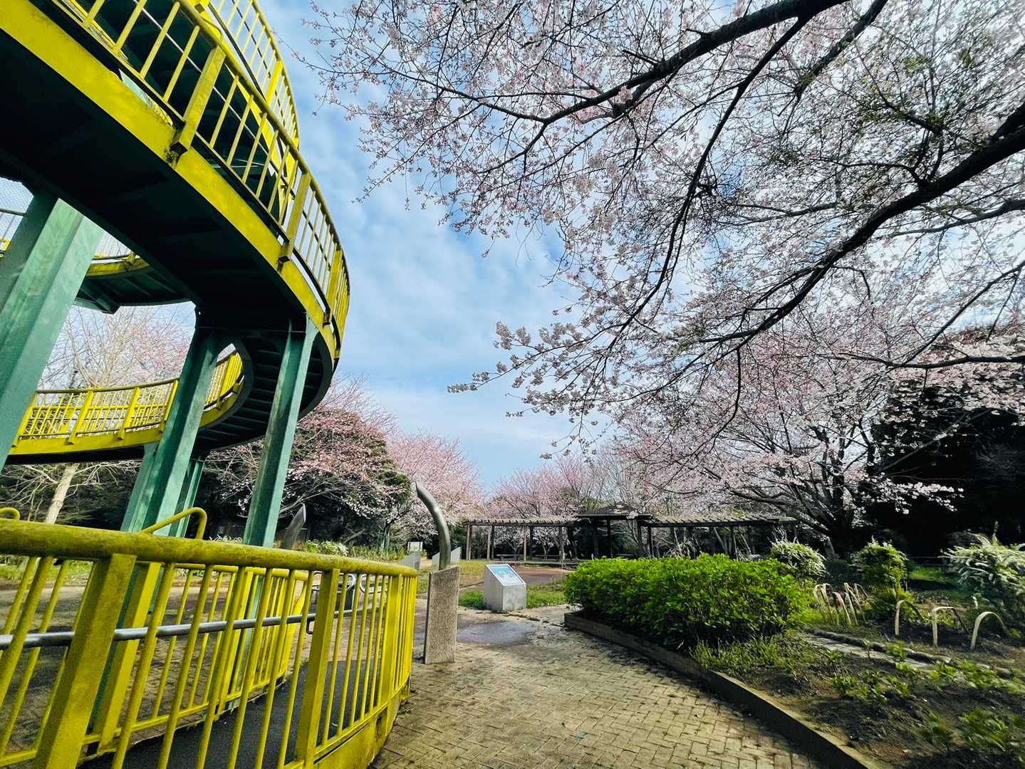 公園の桜
ほぼ満開に近い感じですね(^^)