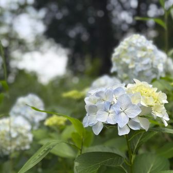 おー、紫陽花の季節になって来ましたね🌸