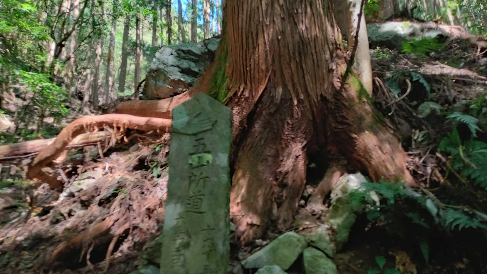 のび〜る👉