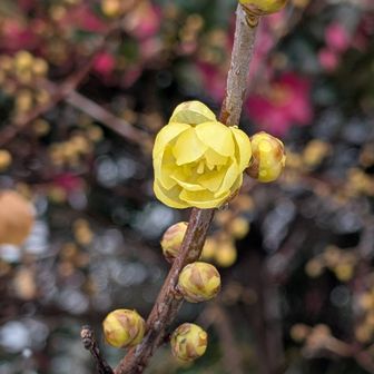 東谷山フルーツパークのロウバイが開花しました🌸
