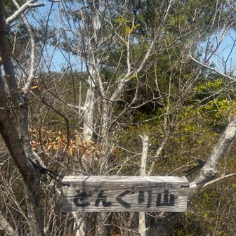 どんぐり推しだな🐹