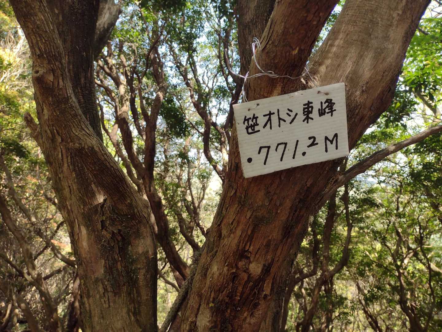 笹オトシ東峰🚩
