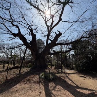 樹齢何百年かの木です