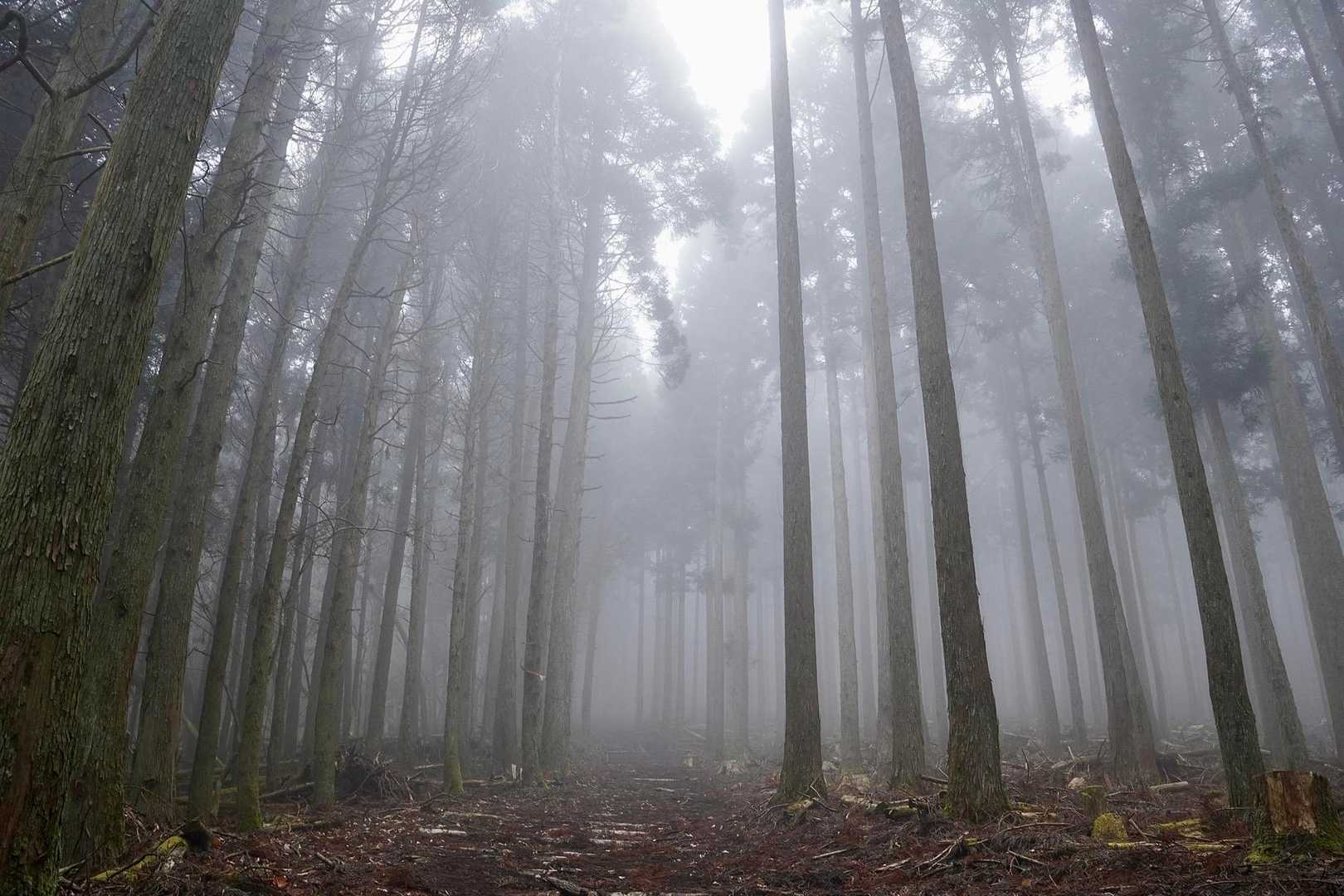 福万山 往復コースの写真