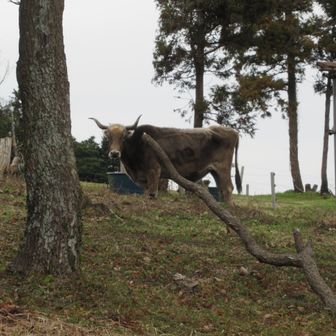 道路からマザー牧場内の牛を見る