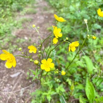 ウマノアシガタ（ミヤマキンポウゲ）