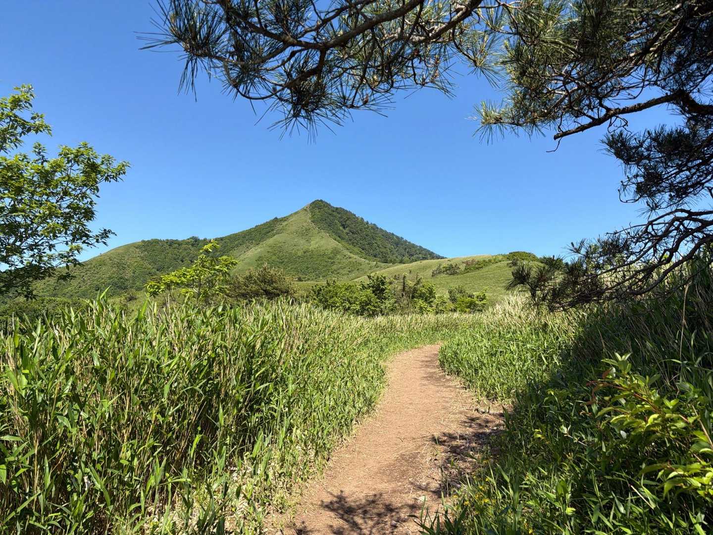 5合目を過ぎるときな稜線が見えてきました。
あれが下蒜山の山頂‼️頂上、結構急だな。
