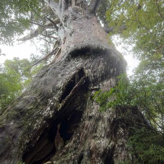 万代杉🌲
ど迫力です。
