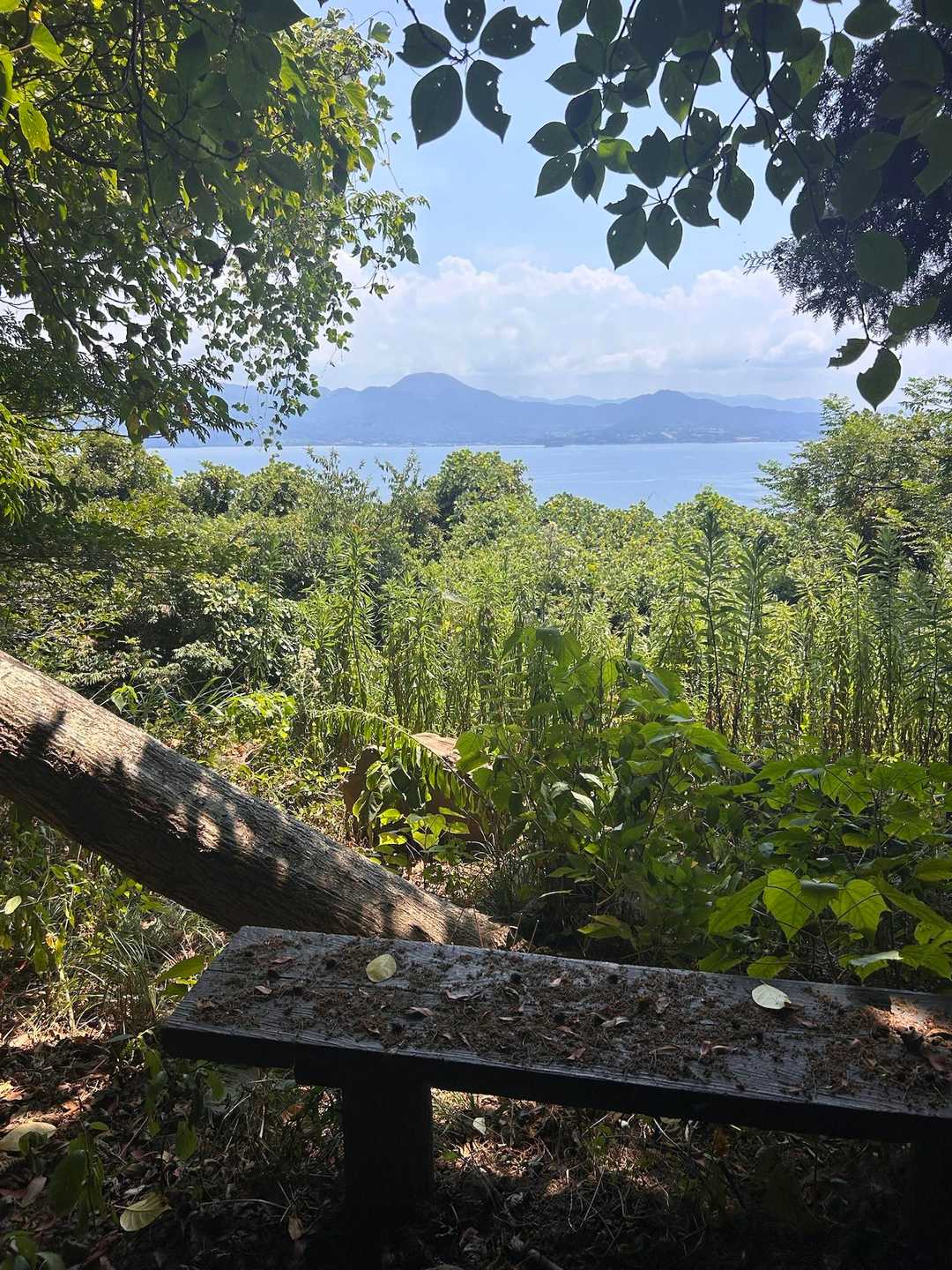 中腹辺りの展望台👀

十坊山⛰️が見えますね〜✨