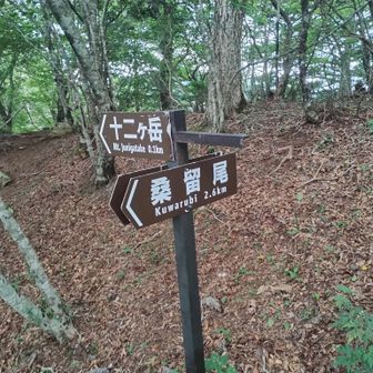 最後の分岐を経て山頂へ