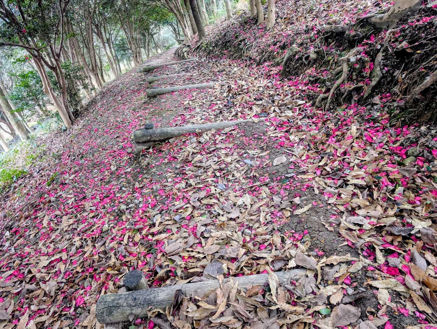 鬼ノ鼻山登山口-鬼ノ鼻山-福寿山-弁天山-聖岳 周回コースの写真
