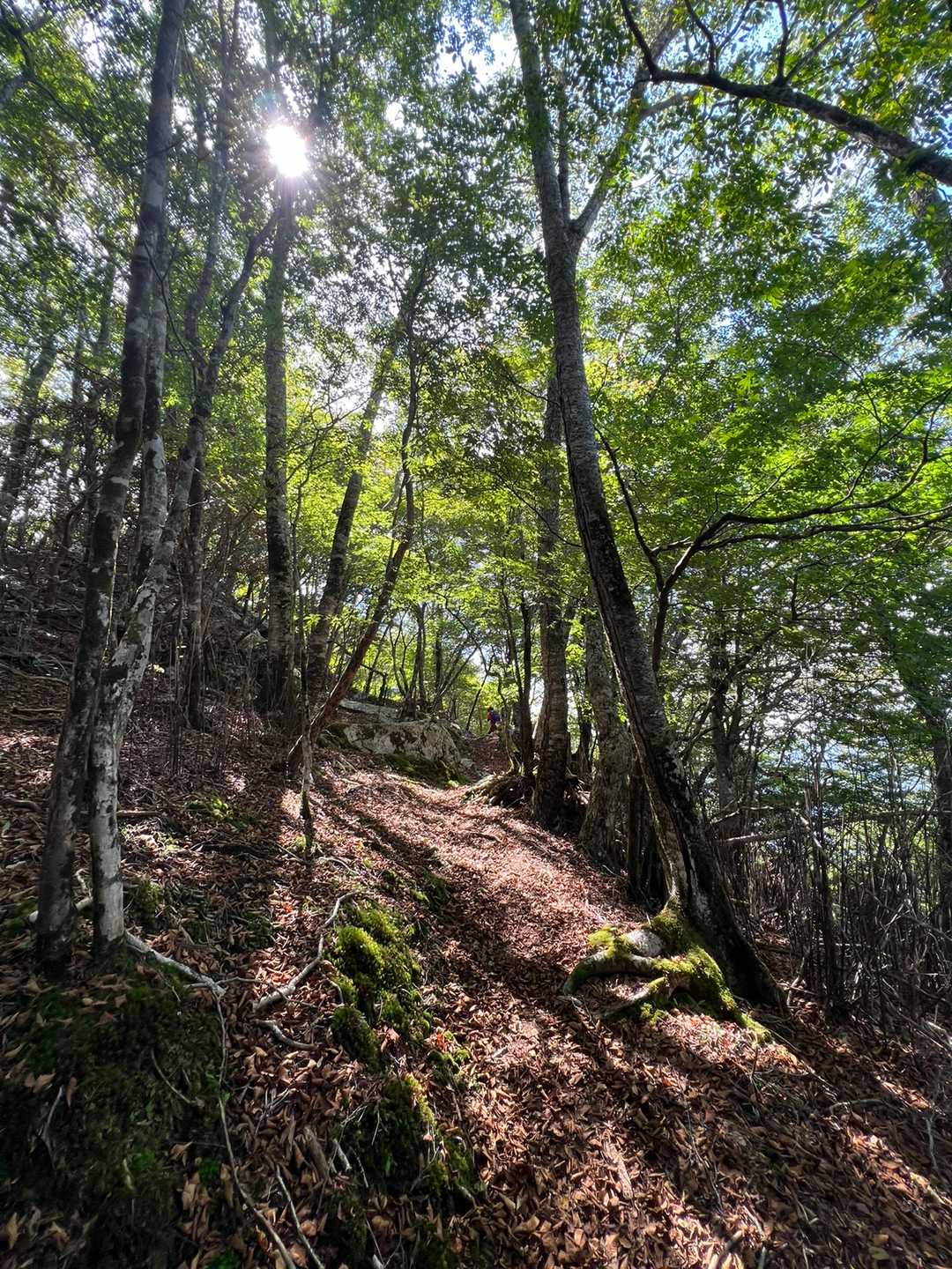 気持ちのいい道です…✨🌲
自然（お山）を感じないとどんどん
ココロの元気がなくなる
やっぱり必要よ✨