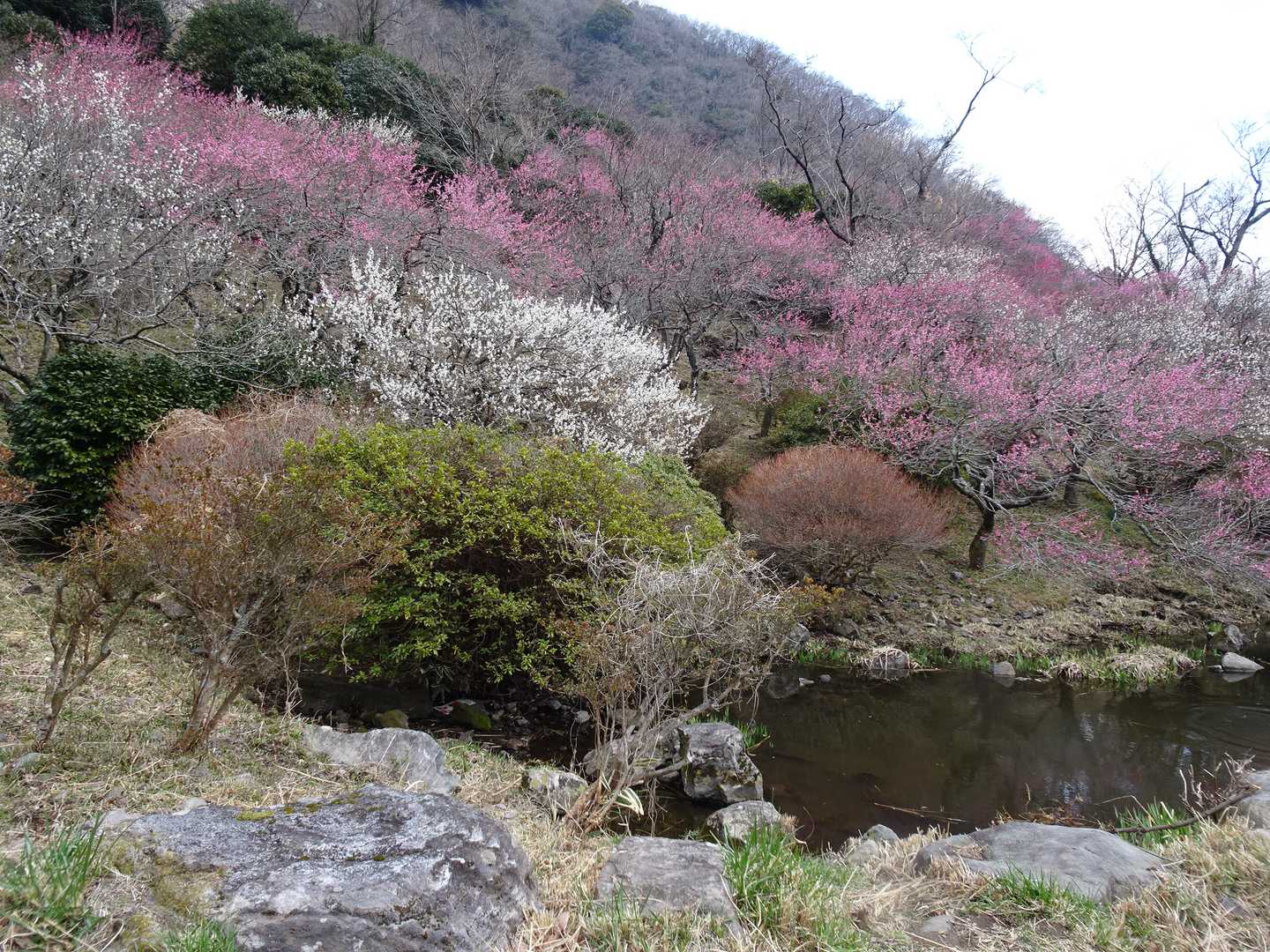 咲いてる咲いてる🌸