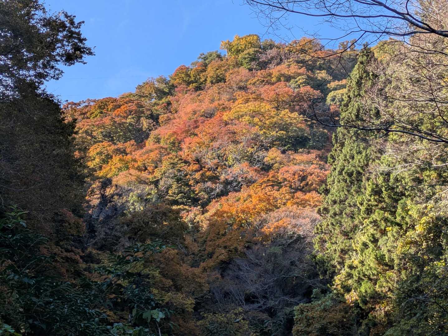 紅葉🍁