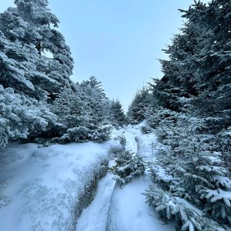 もふもふ苔ロードもカチカチでお出迎え

冬への入り口🚪だね❄️