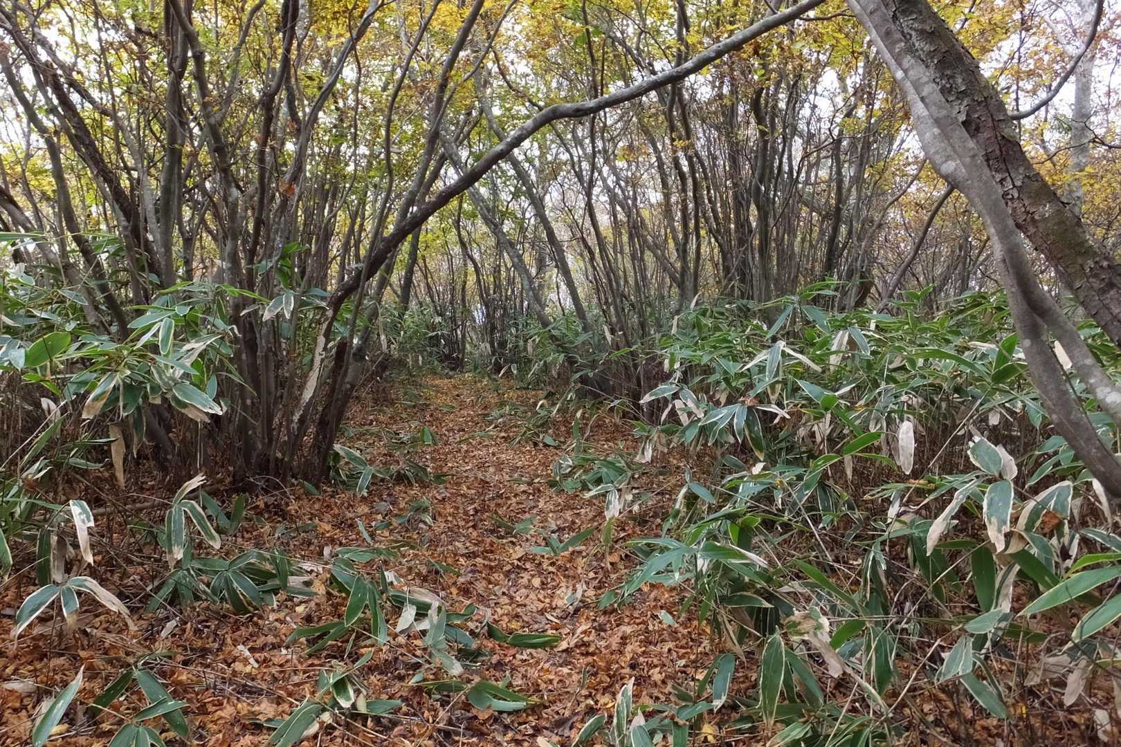 西大峯への道の黄色く色づいたシロモジ　2
